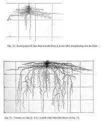 Root Depth Of Common Vegetables