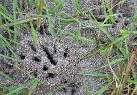Image result for images of ants nest