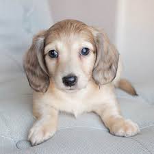 I love to have visitors. Dachshund Puppies For Sale Healthy Safe Doxie Puppies 4 Sale