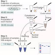 Protocol for separation of the nuclear and the cytoplasmic fractions of  <i>Xenopus laevis</i> embryonic cells for studying protein shuttling