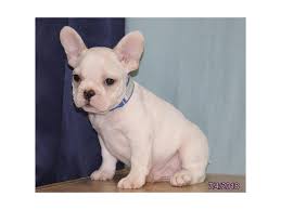 They were alleged 'bull' dogs because of the bulldogs of the olden times were ferocious, adventuresome and about allowed to pain. Come To Visit Our French Bulldog Puppies For Sale Near Blacklick Ohio