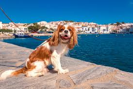 best dog friendly destinations in