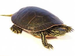 Find painted turtles for sale at your local petsmart store! Western Painted Turtle For Sale Reptiles For Sale