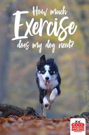 How Much Exercise Does My Dog Need Exercising With Dogs