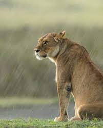 Marlon du Toit (@marlondutoit) on Instagram: “Lioness in the rain.” | Gatti  grandi, Animali, Felino
