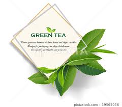 green tea leaves vector nature