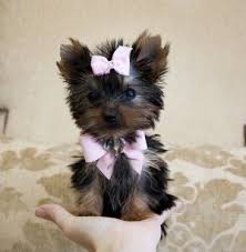 We fly with our teacup puppies to personally hand deliver them, worldwide. Tiny Teacup Yorkie Princess Price 2 800 00 Crazy How Much These Go For The Smaller The More Expensive Cute Baby Animals Really Cute Puppies Cutee Animals