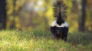 how to stop skunks from digging lawn