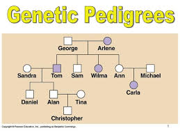 Ppt Genetic Pedigrees Powerpoint Presentation Free