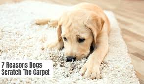 why do dogs scratch the carpet what
