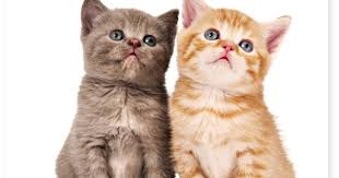 Imagini pentru pisica si tiroida