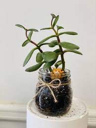20 indoor plants you can grow in jars