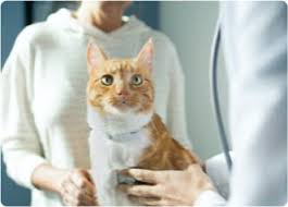 hill s vet veterinary health research