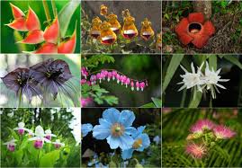 27 of the most rare flowers in the