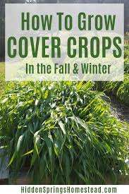How To Use Cover Crops In Raised Beds