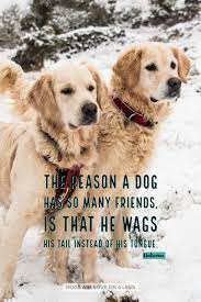 The sadness i feel looking into cages is nothing compared to how it must feel looking out. The Reason A Dog Has So Many Friends Dog Dog Quotes Inspirational Quotes Funny Quotes Life Quotes Dog Quotes Rescue Dog Quotes Dogs