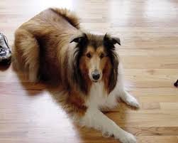 pet friendly flooring options for dogs