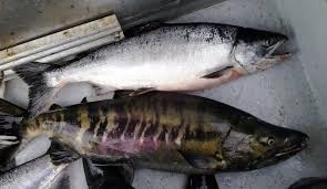 Lessons In Salmon Identification Skipper Otto