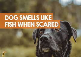 dog smells like fish when scared bad