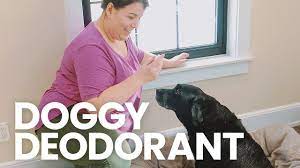 diy dog deodorant freshen up your