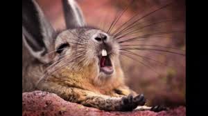 Click here to post the first comment. Mountain Viscacha Facts Interesting Facts About Mountain Viscacha Facts About Mountain Viscacha Youtube