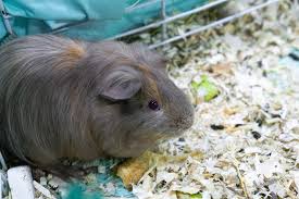 best guinea pig bedding reviewed for