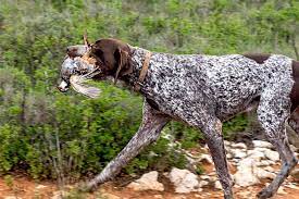 german shorthaired pointer gsp dog