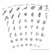 Comparative Embryology Chart Showing Comparative Embryology