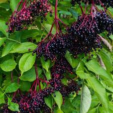 all about elderberry home orchard