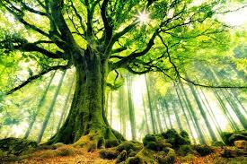 1400 tree backgrounds wallpapers com