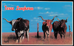Texas Longhorn Cattle Cows Pv8