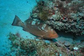 red grouper noaa fisheries