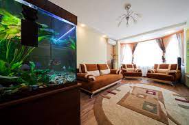 Setting Up Your Aquarium For the First Time gambar png