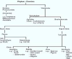 Biozoom Chordate Classification