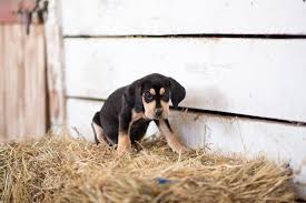 Favorite this post jun 22 chihuahua puppy (logan, ohio). Liberty Center Oh Labrador Retriever Meet Lab Hound Mix Pups A Pet For Adoption