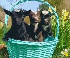 goat gifts for farmers