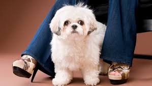 Shih Poo Mixed Dog Breed Pictures Characteristics Facts