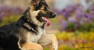 German Shepherd Breed Information Picture And Features