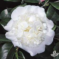 SNOW CHAN**Unique Bloom**Camellia Japonica-Live Starter Plant -USA SELLER-  | Inox Wind