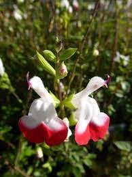 salvia microphyllla hot lips salie