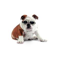 What Is The Price For Doggles Dgil14 Ils Lense Dog Goggles