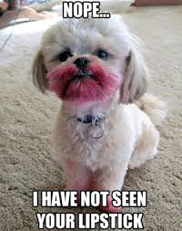 dogs vs makeup fun