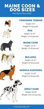 maine size comparison to dogs