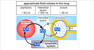 Circular Flow Of Water In The Lung The Water Within The