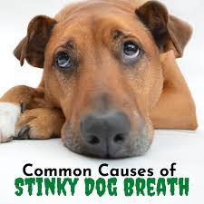 stinky dog breath