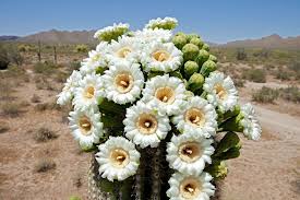It grows to a height of forty to fifty feet and lives to an age of 150 to harming a saguaro cactus in any manner is illegal in arizona, and during construction projects, special precautions must be taken to move every. Here Are The Official State Flowers Of All 50 States Plus D C