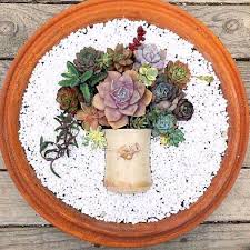 How To Make An Artistic Succulent Dish