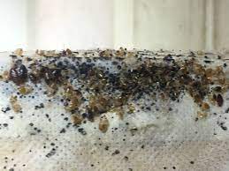 what do bed bugs look like on a mattress - Online Discount Shop for Electronics, Apparel, Toys, Books, Games, Computers, Shoes, Jewelry, Watches, Baby Products, Sports & Outdoors, Office Products, Bed &