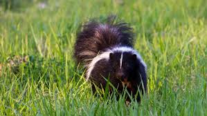 how to get rid of skunks in your yard