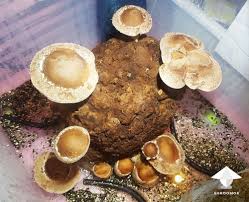 Grow Your First Shiitake Mushrooms At Home